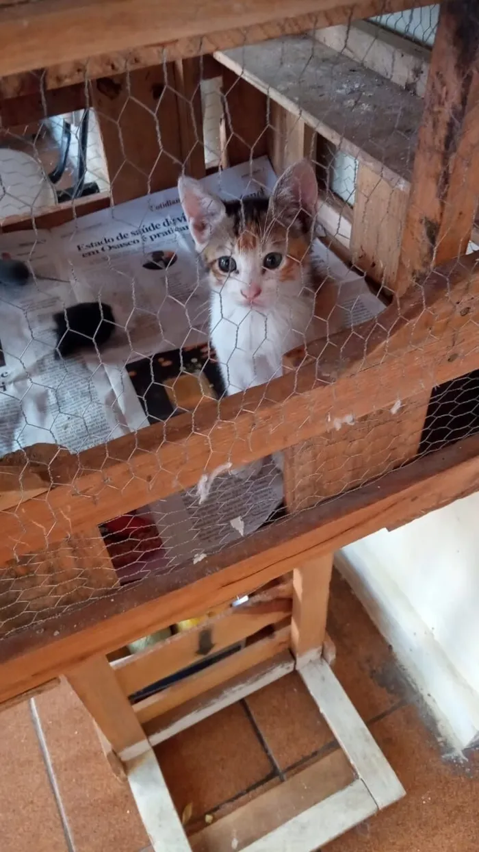 Gato raça SRD-ViraLata idade 2 a 6 meses nome Tricolorzinha