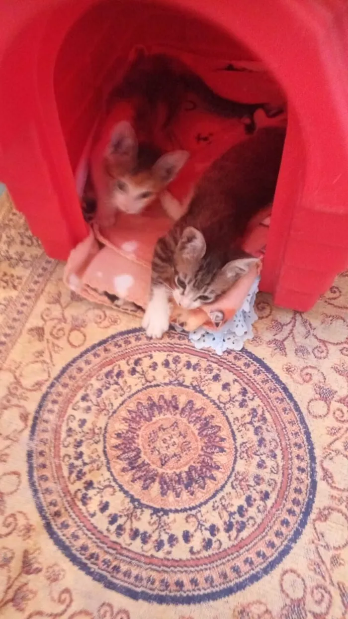 Gato raça SRD-ViraLata idade 2 a 6 meses nome Tricolorzinha