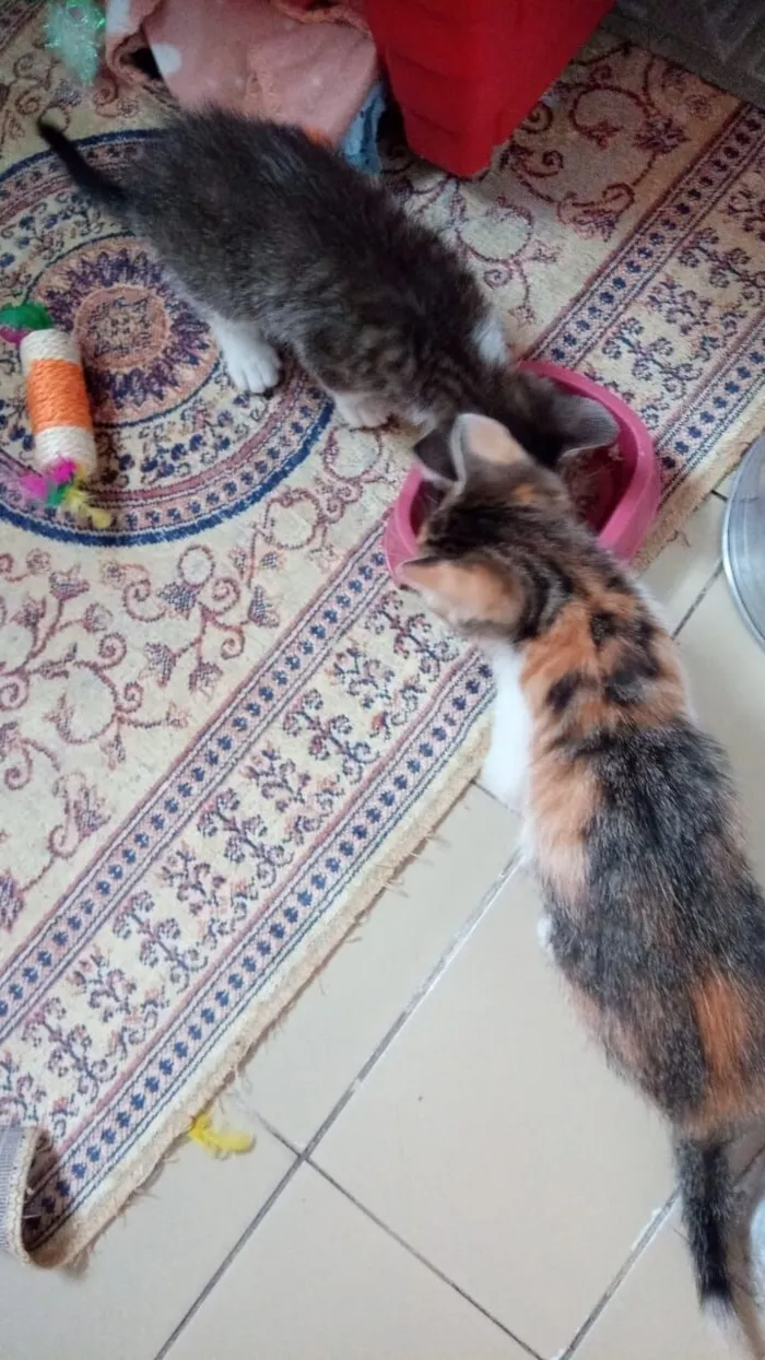 Gato raça SRD-ViraLata idade 2 a 6 meses nome Tricolorzinha