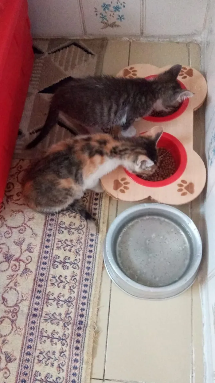 Gato raça SRD-ViraLata idade 2 a 6 meses nome Tricolorzinha