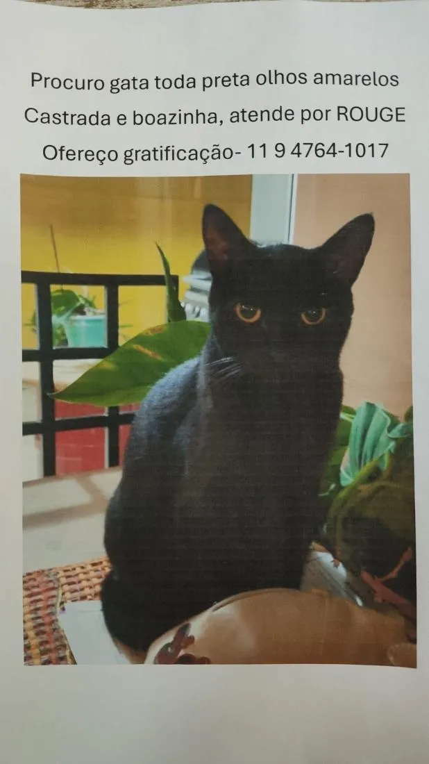 Gato raça SRD-ViraLata idade 4 anos nome Rouge