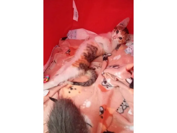 Gato raça SRD-ViraLata idade 2 a 6 meses nome Tricolorzinha