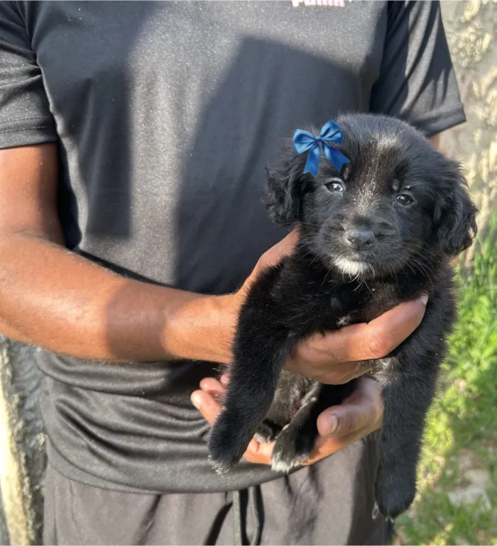Cachorro raça SRD-ViraLata idade 2 a 6 meses nome pandora