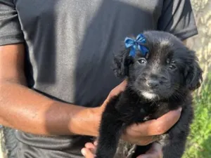 Cachorro raça SRD-ViraLata idade 2 a 6 meses nome pandora