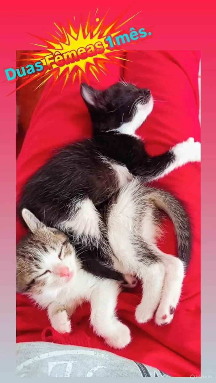 Gato raça SRD-ViraLata idade Abaixo de 2 meses nome bebês gatas??