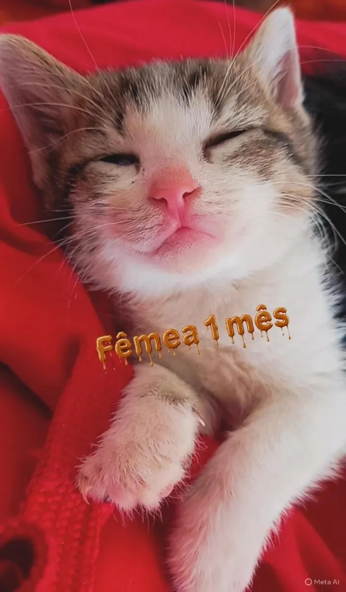 Gato raça SRD-ViraLata idade Abaixo de 2 meses nome bebês gatas??