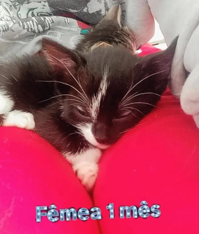 Gato raça SRD-ViraLata idade Abaixo de 2 meses nome bebês gatas??