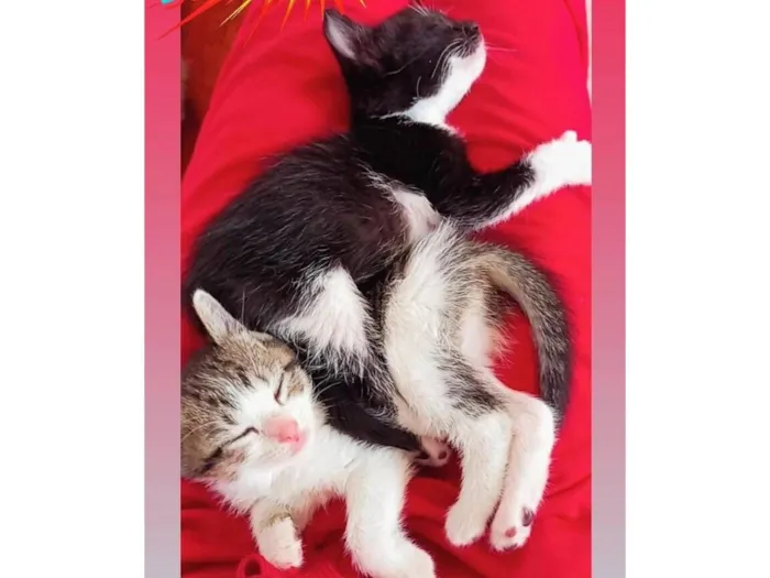 Gato raça SRD-ViraLata idade Abaixo de 2 meses nome bebês gatas??