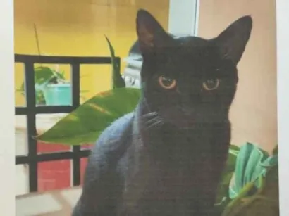 Gato raça SRD-ViraLata idade 4 anos nome Rouge