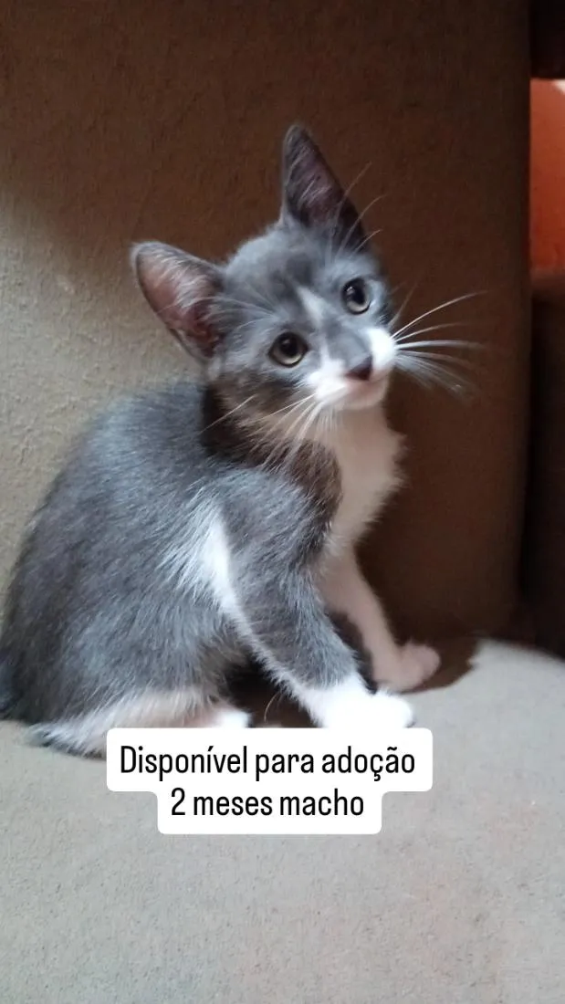 Gato raça SRD-ViraLata idade 2 a 6 meses nome Ton
