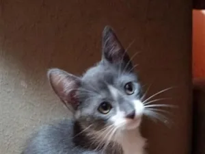 Gato raça SRD-ViraLata idade 2 a 6 meses nome Ton