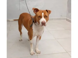 Cachorro raça Pit-Bull idade 2 anos nome Pit