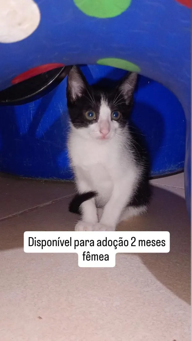 Gato raça SRD-ViraLata idade 2 a 6 meses nome Nina