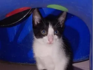 Gato raça SRD-ViraLata idade 2 a 6 meses nome Nina