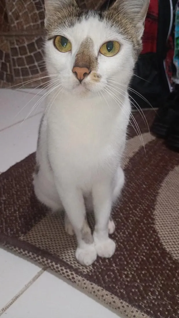 Gato raça SRD-ViraLata idade 2 anos nome Melissa