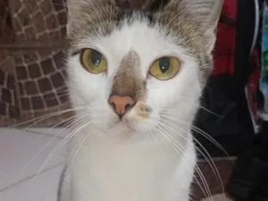 Gato raça SRD-ViraLata idade 2 anos nome Melissa