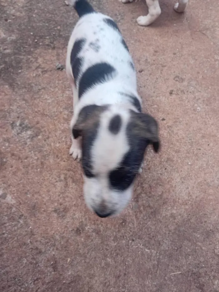 Cachorro raça SRD-ViraLata idade Abaixo de 2 meses nome Sem nome