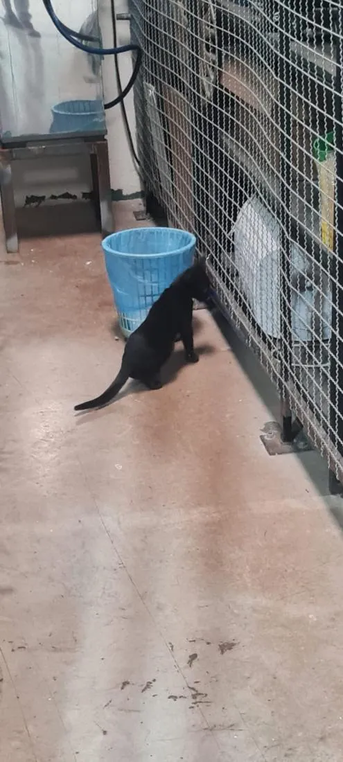 Gato raça SRD-ViraLata idade 2 a 6 meses nome Baguera