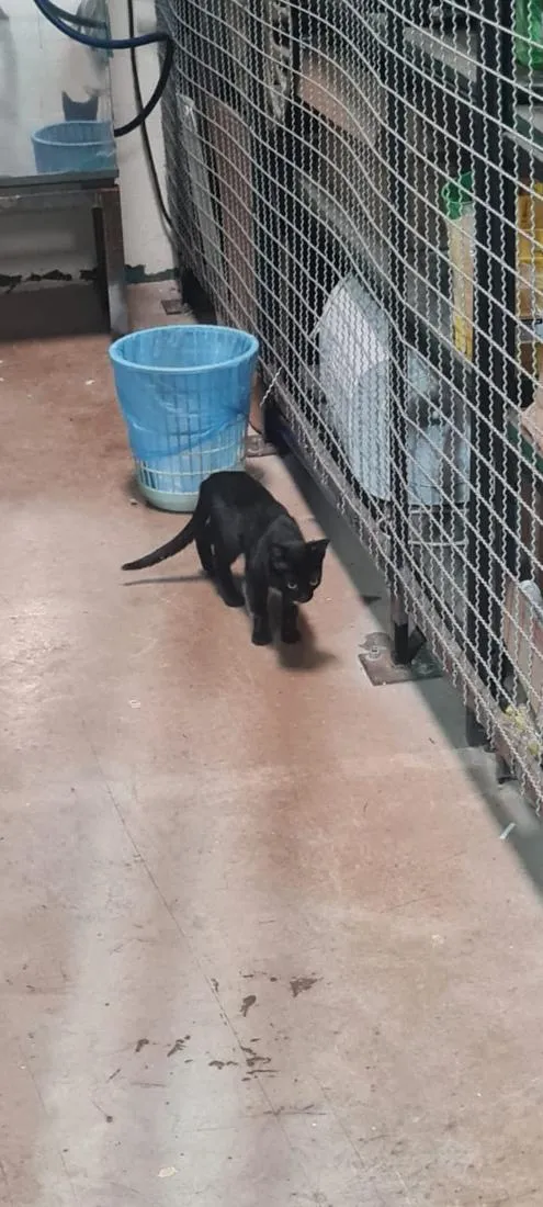 Gato raça SRD-ViraLata idade 2 a 6 meses nome Baguera