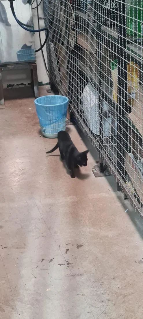 Gato raça SRD-ViraLata idade 2 a 6 meses nome Baguera