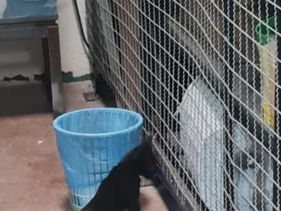 Gato raça SRD-ViraLata idade 2 a 6 meses nome Baguera
