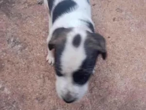 Cachorro raça SRD-ViraLata idade Abaixo de 2 meses nome Sem nome