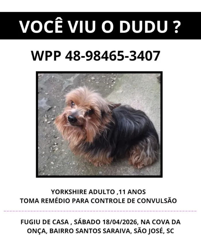Cachorro raça SRD-ViraLata idade 6 ou mais anos nome DUDU