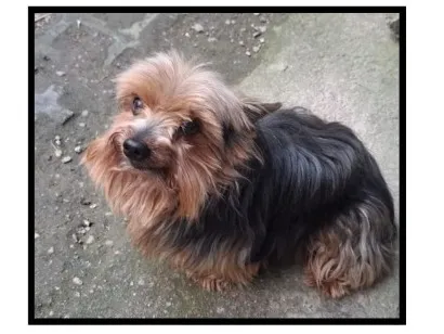 Cachorro raça SRD-ViraLata idade 6 ou mais anos nome DUDU