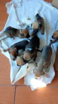 FILHOTINHOS PORTE PEQUENO