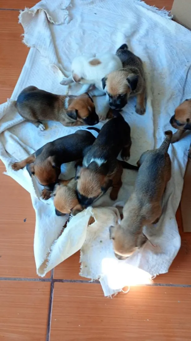 Cachorro raça SRD-ViraLata idade Abaixo de 2 meses nome FILHOTINHOS PORTE PEQUENO
