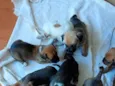 FILHOTINHOS PORTE PEQUENO