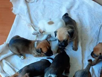 Cachorro raça SRD-ViraLata idade Abaixo de 2 meses nome FILHOTINHOS PORTE PEQUENO