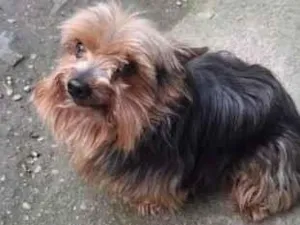 Cachorro raça SRD-ViraLata idade 6 ou mais anos nome DUDU