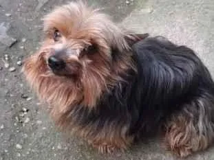 Cachorro raça SRD-ViraLata idade 6 ou mais anos nome DUDU