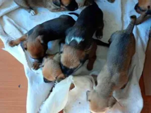 Cachorro raça SRD-ViraLata idade Abaixo de 2 meses nome FILHOTINHOS PORTE PEQUENO
