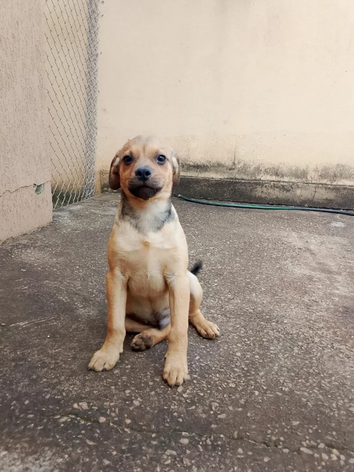 Cachorro raça SRD-ViraLata idade 2 a 6 meses nome sem nome