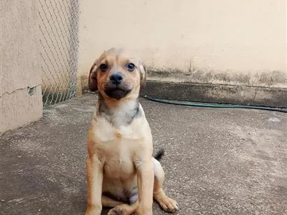 Cachorro raça SRD-ViraLata idade 2 a 6 meses nome sem nome