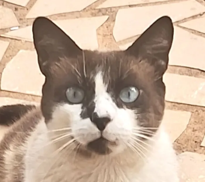 Gato raça Ragdoll idade 1 ano nome Zayon 