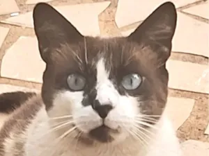 Gato raça Ragdoll idade 1 ano nome Zayon 