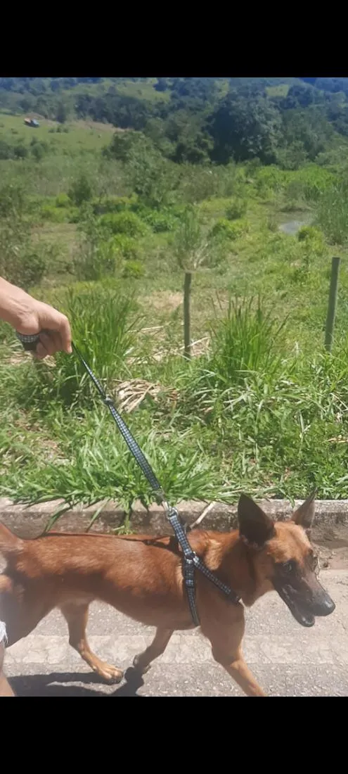 Cachorro raça SRD-ViraLata idade 4 anos nome Hercules