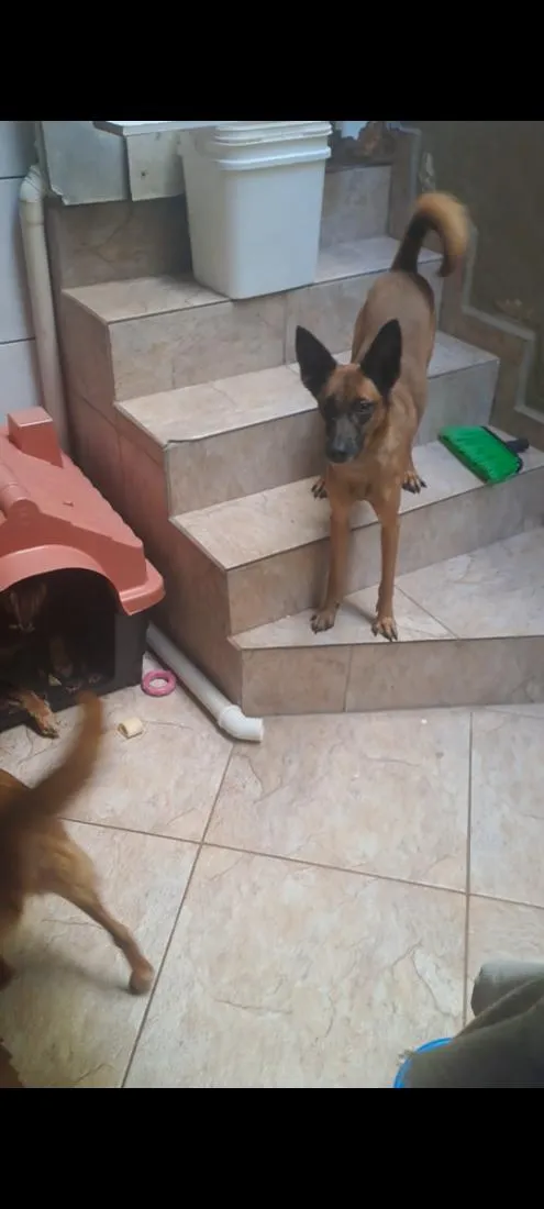 Cachorro raça SRD-ViraLata idade 4 anos nome Hercules