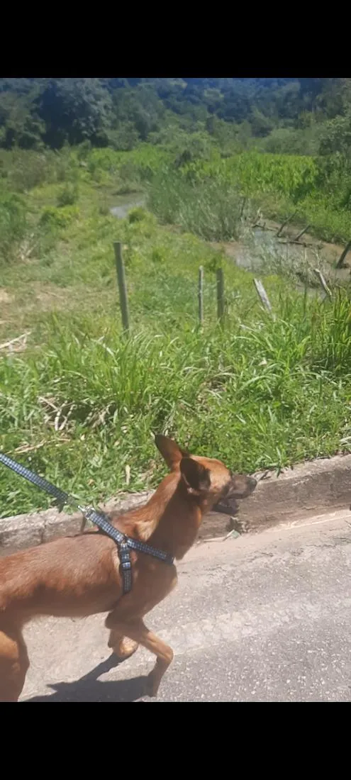 Cachorro raça SRD-ViraLata idade 4 anos nome Hercules
