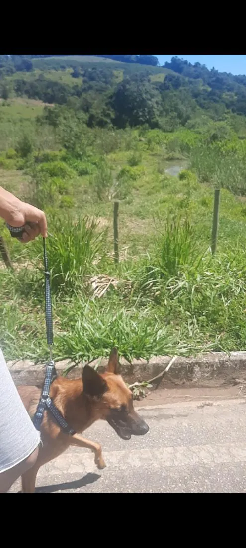 Cachorro raça SRD-ViraLata idade 4 anos nome Hercules