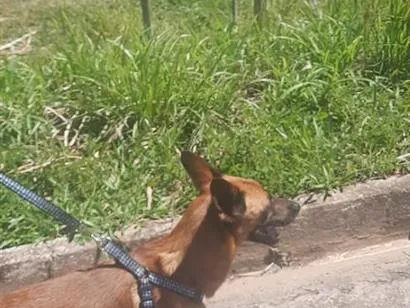Cachorro raça SRD-ViraLata idade 4 anos nome Hercules