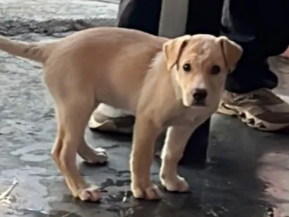 Cachorro raça SRD-ViraLata idade 2 a 6 meses nome Aruna 