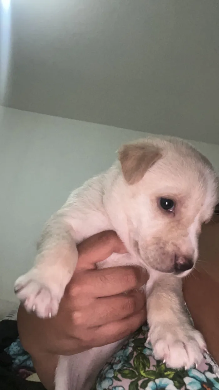 Cachorro raça SRD-ViraLata idade 2 a 6 meses nome Aruna 