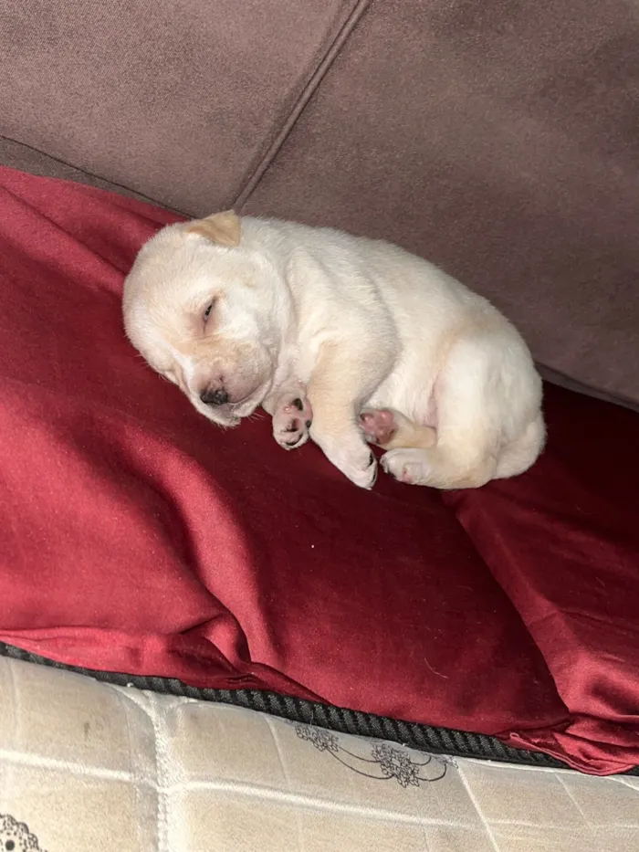 Cachorro raça SRD-ViraLata idade 2 a 6 meses nome Aruna 