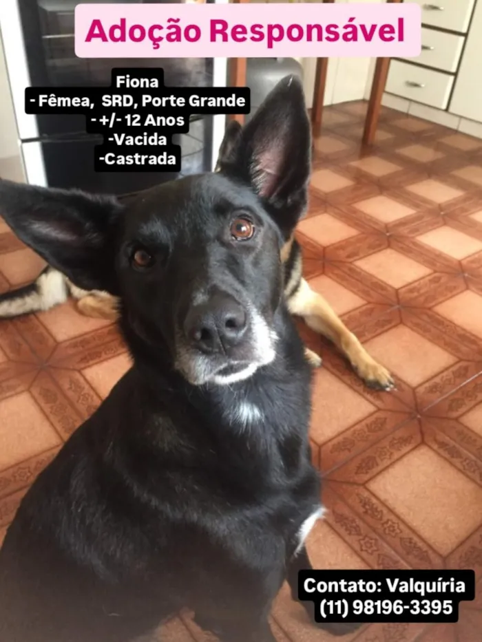 Cachorro raça SRD-ViraLata idade 6 ou mais anos nome Fiona