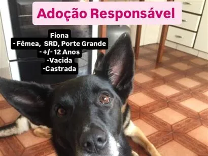 Cachorro raça SRD-ViraLata idade 6 ou mais anos nome Fiona