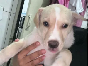 Cachorro raça SRD-ViraLata idade 2 a 6 meses nome Aruna 